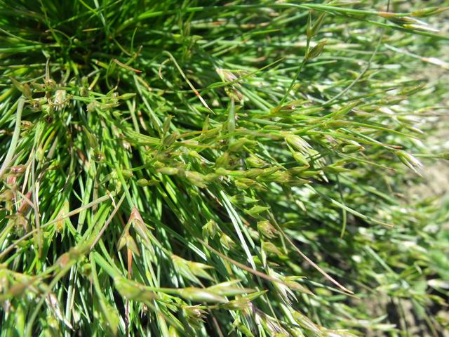 Da identificare - Juncus